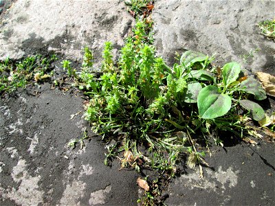 Ritzenbotanik: Feld-Ehrenpreis (Veronica arvensis) in Saarbrücken