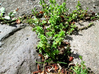 Ritzenbotanik: Feld-Ehrenpreis (Veronica arvensis) in Saarbrücken