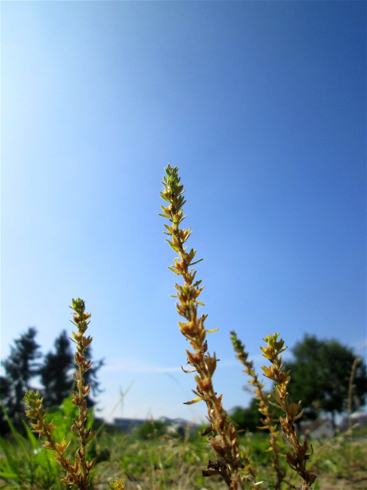 Feld-Ehrenpreis (Veronica arvensis) auf einem Sandplatz in Hockenheim