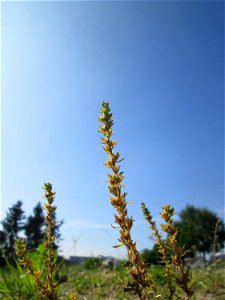 Feld-Ehrenpreis (Veronica arvensis) auf einem Sandplatz in Hockenheim