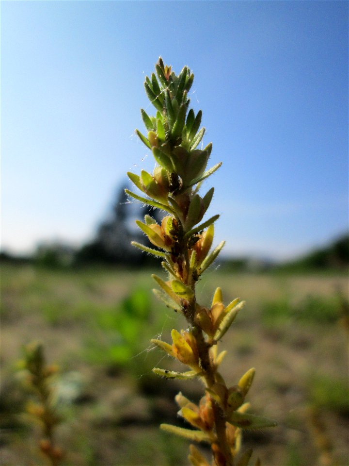 Feld-Ehrenpreis (Veronica arvensis) auf einem Sandplatz in Hockenheim