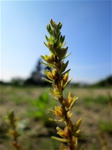 Feld-Ehrenpreis (Veronica arvensis) auf einem Sandplatz in Hockenheim