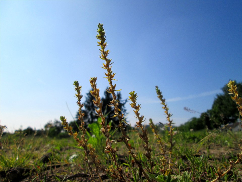 Feld-Ehrenpreis (Veronica arvensis) auf einem Sandplatz in Hockenheim