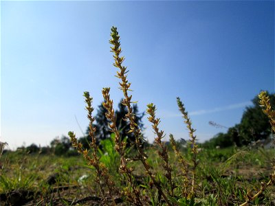 Feld-Ehrenpreis (Veronica arvensis) auf einem Sandplatz in Hockenheim