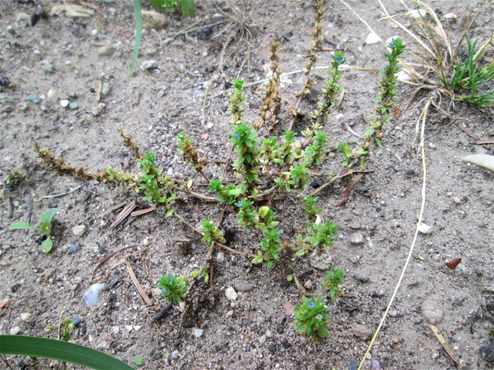 Der unscheinbare Feld-Ehrenpreis (Veronica arvensis) in Reilingen
