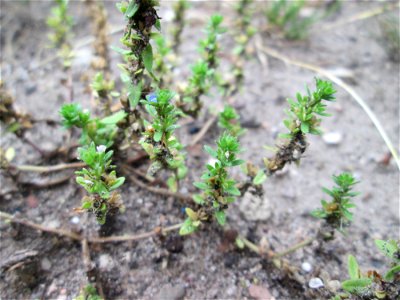 Der unscheinbare Feld-Ehrenpreis (Veronica arvensis) in Reilingen