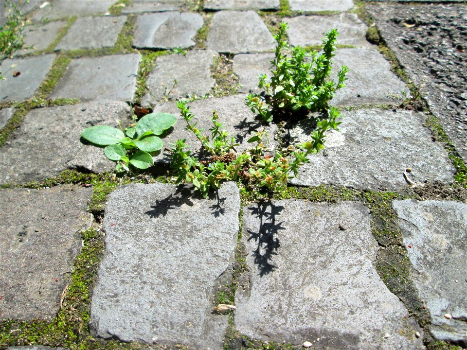 Ritzenbotanik: Feld-Ehrenpreis (Veronica arvensis) auf Kopfsteinpflaster in Saarbrücken