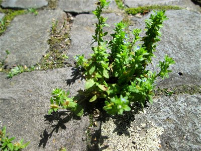 Ritzenbotanik: Feld-Ehrenpreis (Veronica arvensis) auf Kopfsteinpflaster in Saarbrücken