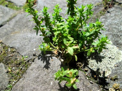 Ritzenbotanik: Feld-Ehrenpreis (Veronica arvensis) auf Kopfsteinpflaster in Saarbrücken