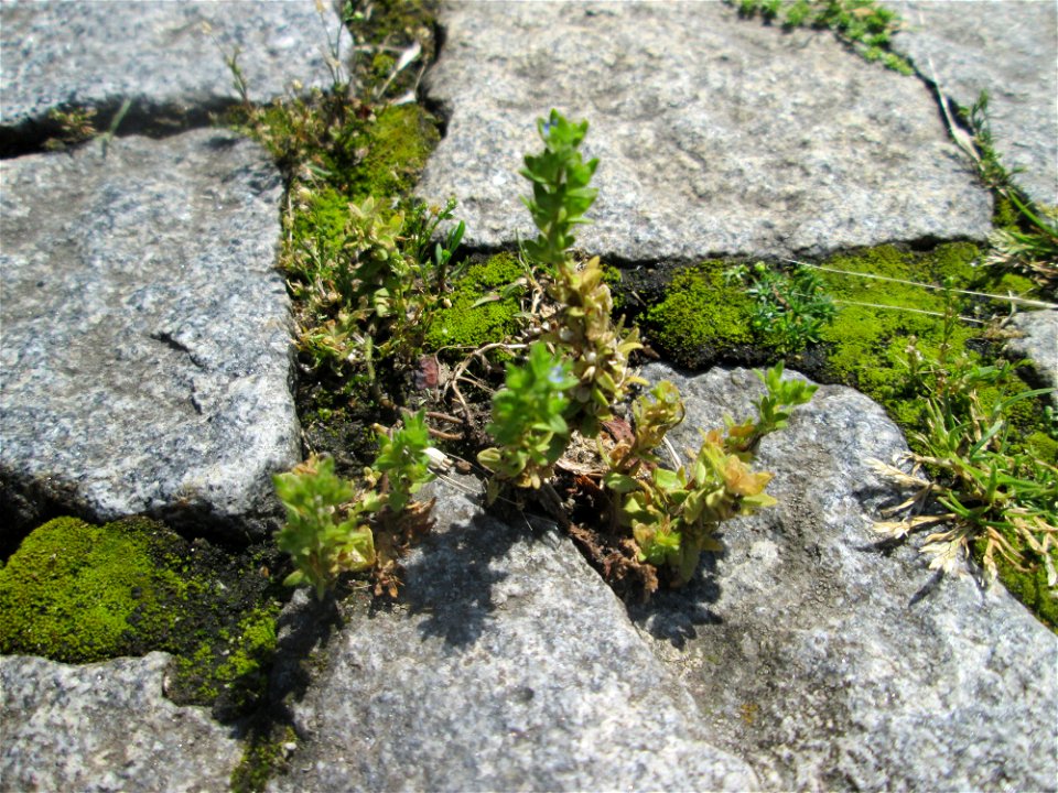 Ritzenbotanik; Feld-Ehrenpreis (Veronica arvensis) auf Kopfsteinpflaster am Neumarkt in Alt-Saarbrücken