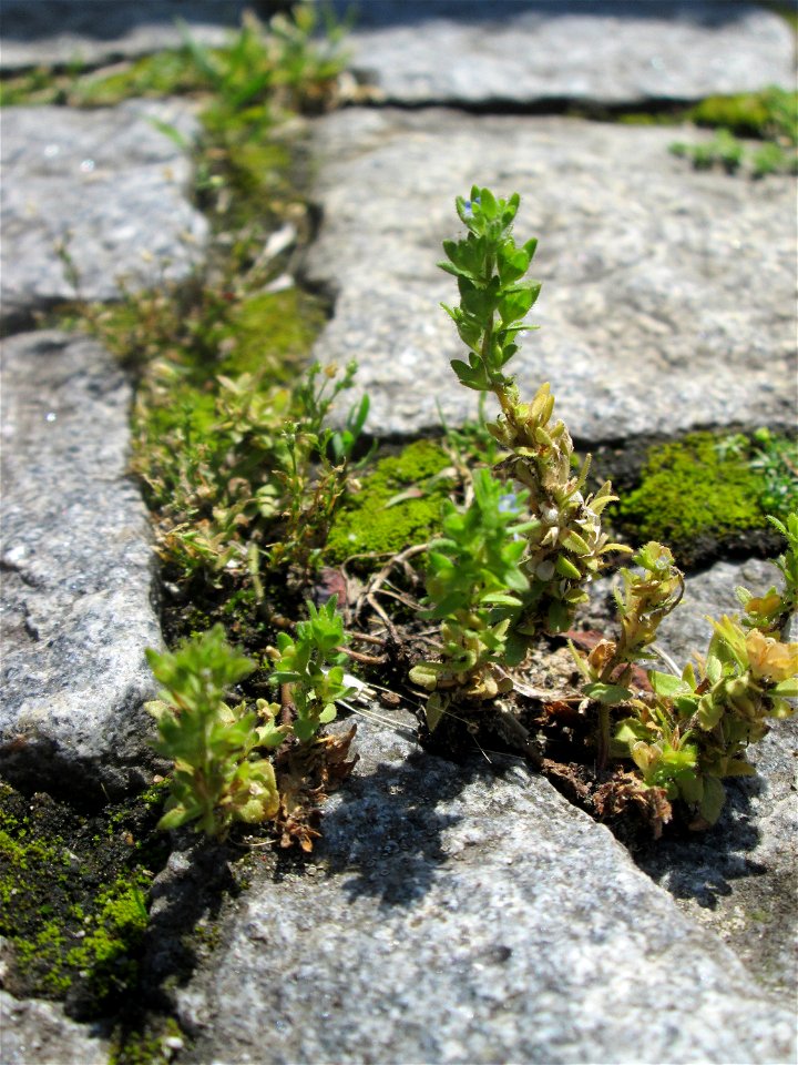 Ritzenbotanik; Feld-Ehrenpreis (Veronica arvensis) auf Kopfsteinpflaster am Neumarkt in Alt-Saarbrücken