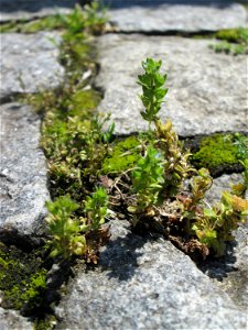 Ritzenbotanik; Feld-Ehrenpreis (Veronica arvensis) auf Kopfsteinpflaster am Neumarkt in Alt-Saarbrücken