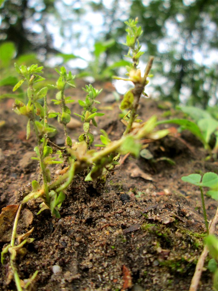 Feld-Ehrenpreis (Veronica arvensis) in der Schwetzinger Hardt