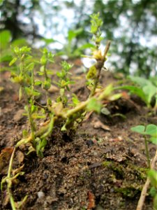 Feld-Ehrenpreis (Veronica arvensis) in der Schwetzinger Hardt