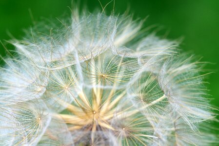Close up seeds flower