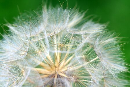 Close up seeds flower photo