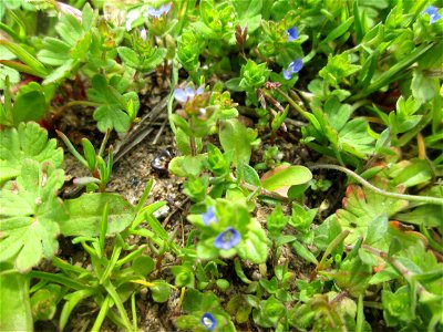 Feld-Ehrenpreis (Veronica arvensis) in Saarbrücken