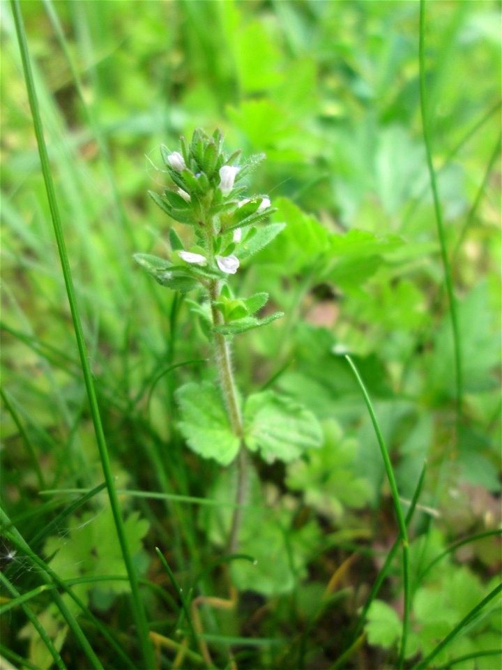 Feld-Ehrenpreis (Veronica arvensis) an der Saar in Saarbrücken