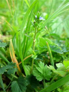 Feld-Ehrenpreis (Veronica arvensis) an der Saar in Saarbrücken