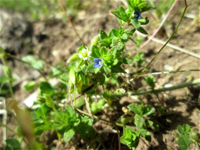 Feld-Ehrenpreis (Veronica arvensis) in Alt-Saarbrücken