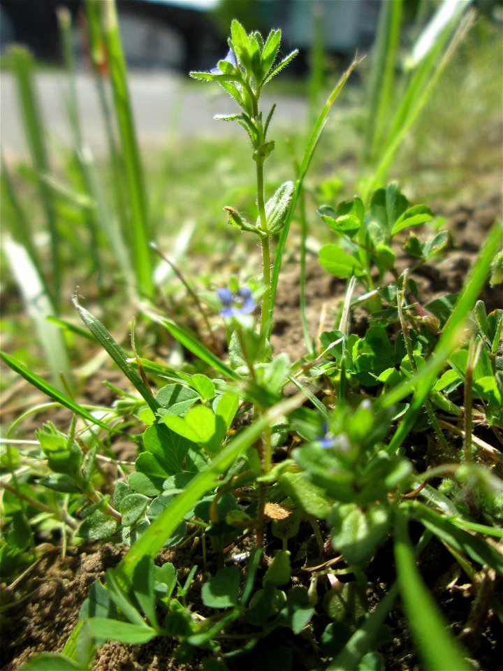 Feld-Ehrenpreis (Veronica arvensis) in Alt-Saarbrücken