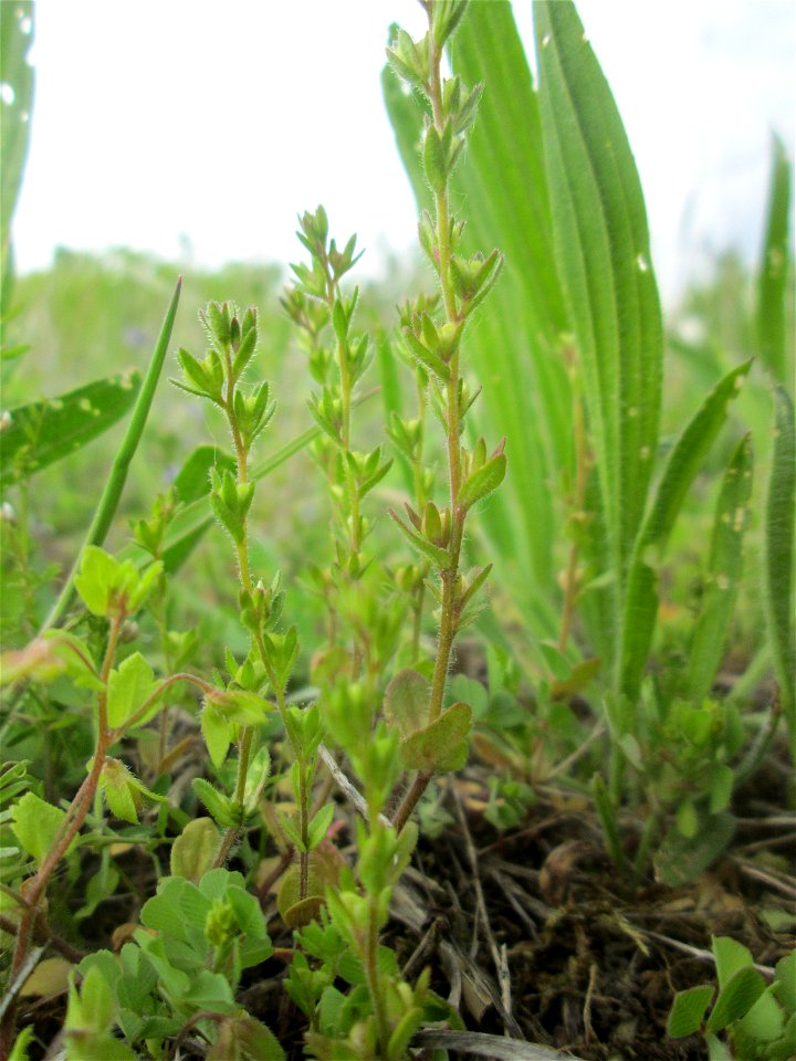 Feld-Ehrenpreis (Veronica arvensis) in den Horststückern im Landschaftsschutzgebiet „Hockenheimer Rheinbogen“