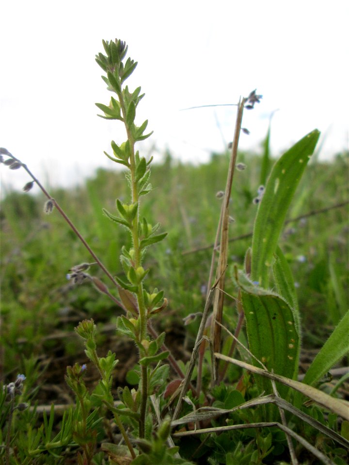 Feld-Ehrenpreis (Veronica arvensis) in den Horststückern im Landschaftsschutzgebiet „Hockenheimer Rheinbogen“