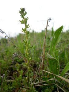 Feld-Ehrenpreis (Veronica arvensis) in den Horststückern im Landschaftsschutzgebiet „Hockenheimer Rheinbogen“