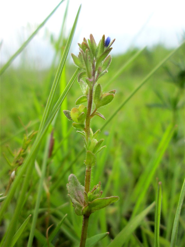 Feld-Ehrenpreis (Veronica arvensis) in den Horststückern im Landschaftsschutzgebiet „Hockenheimer Rheinbogen“
