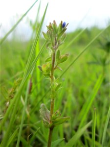 Feld-Ehrenpreis (Veronica arvensis) in den Horststückern im Landschaftsschutzgebiet „Hockenheimer Rheinbogen“