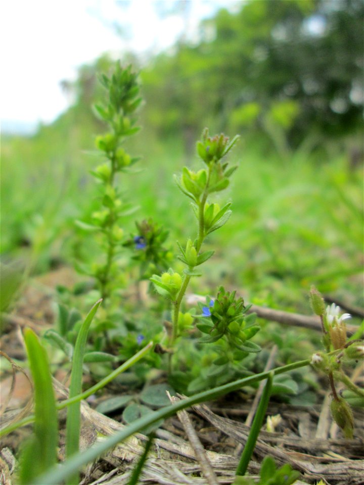 Feld-Ehrenpreis (Veronica arvensis) auf dem Feldherrenhügel im Naturschutzgebiet „Oftersheimer Dünen“