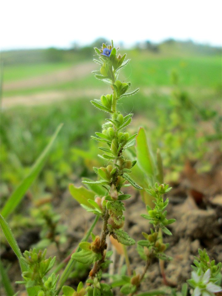 Feld-Ehrenpreis (Veronica arvensis) am Dreieichenbuckel im Naturschutzgebiet „Oftersheimer Dünen“