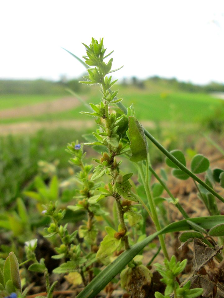 Feld-Ehrenpreis (Veronica arvensis) am Dreieichenbuckel im Naturschutzgebiet „Oftersheimer Dünen“