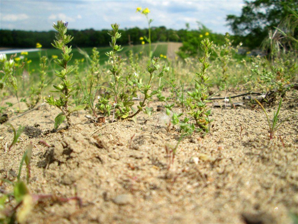 Feld-Ehrenpreis (Veronica arvensis) an der Friedenshöhe im Naturschutzgebiet „Oftersheimer Dünen“