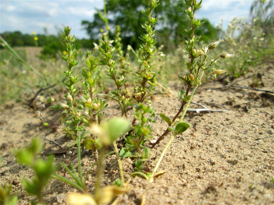 Feld-Ehrenpreis (Veronica arvensis) an der Friedenshöhe im Naturschutzgebiet „Oftersheimer Dünen“