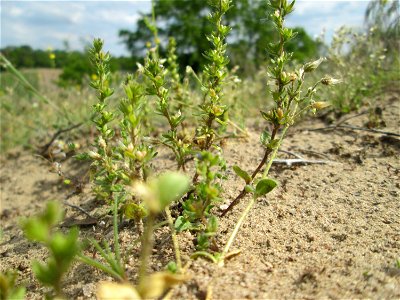 Feld-Ehrenpreis (Veronica arvensis) an der Friedenshöhe im Naturschutzgebiet „Oftersheimer Dünen“