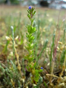 Feld-Ehrenpreis (Veronica arvensis) auf einer Parkplatz-Wiese in Hockenheim