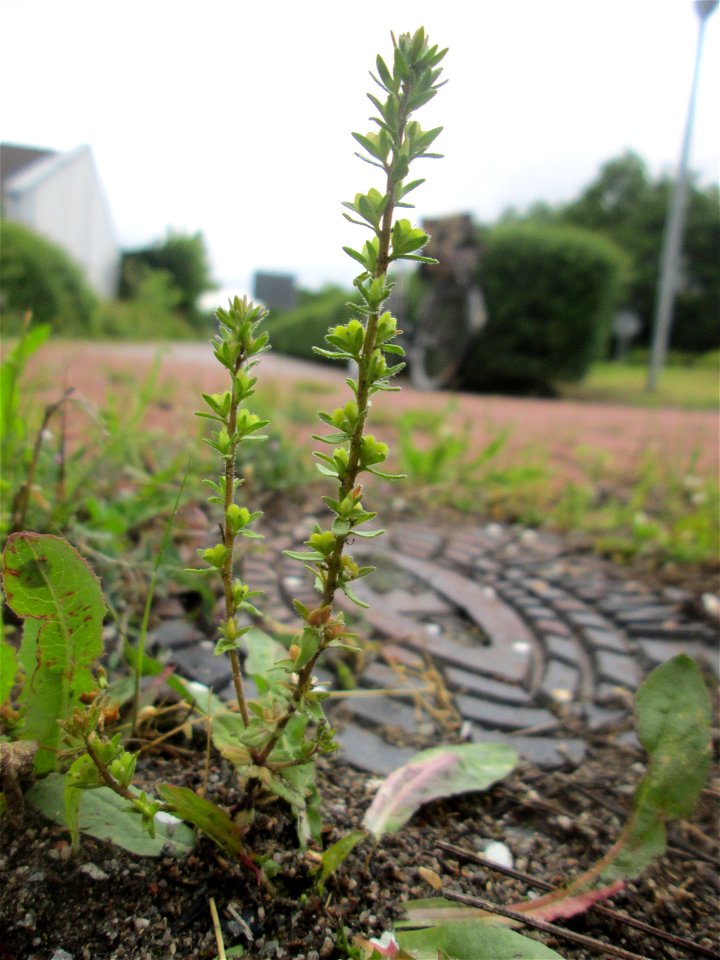 Feld-Ehrenpreis (Veronica arvensis) am Straßenrand in Hockenheim