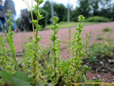 Feld-Ehrenpreis (Veronica arvensis) am Straßenrand in Hockenheim