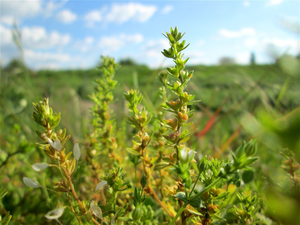 Feld-Ehrenpreis (Veronica arvensis) am Kraichbachdamm im Landschaftsschutzgebiet „Hockenheimer Rheinbogen“