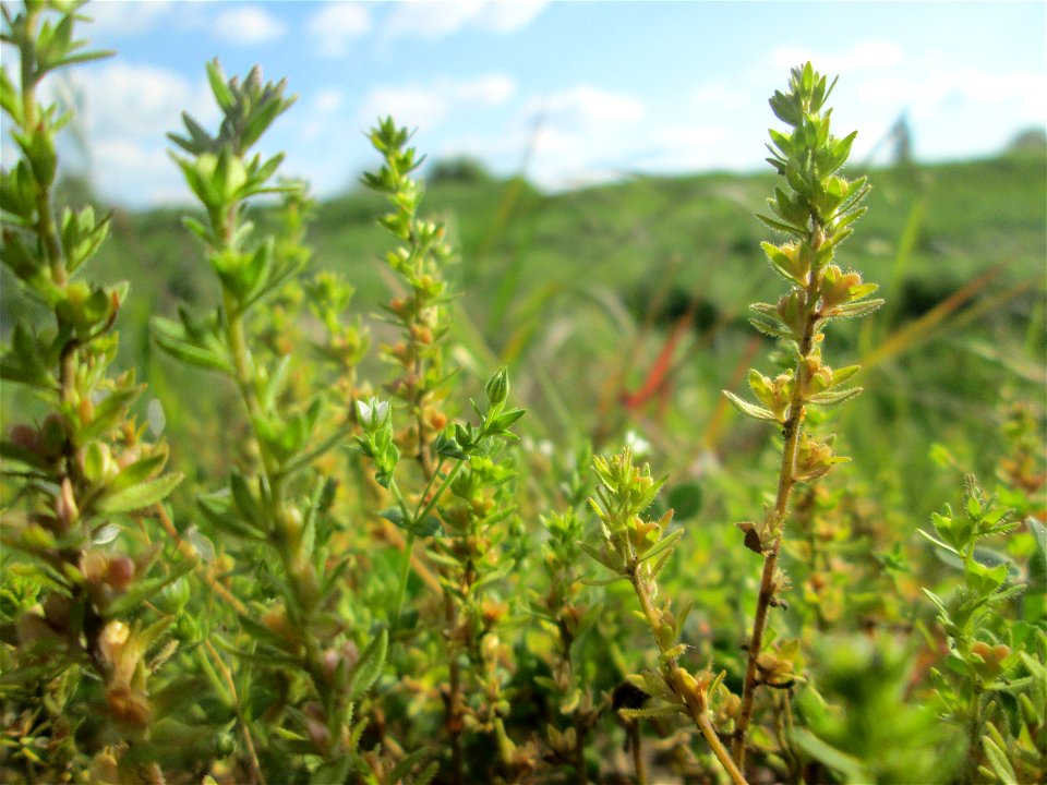 Feld-Ehrenpreis (Veronica arvensis) am Kraichbachdamm im Landschaftsschutzgebiet „Hockenheimer Rheinbogen“