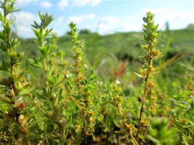 Feld-Ehrenpreis (Veronica arvensis) am Kraichbachdamm im Landschaftsschutzgebiet „Hockenheimer Rheinbogen“