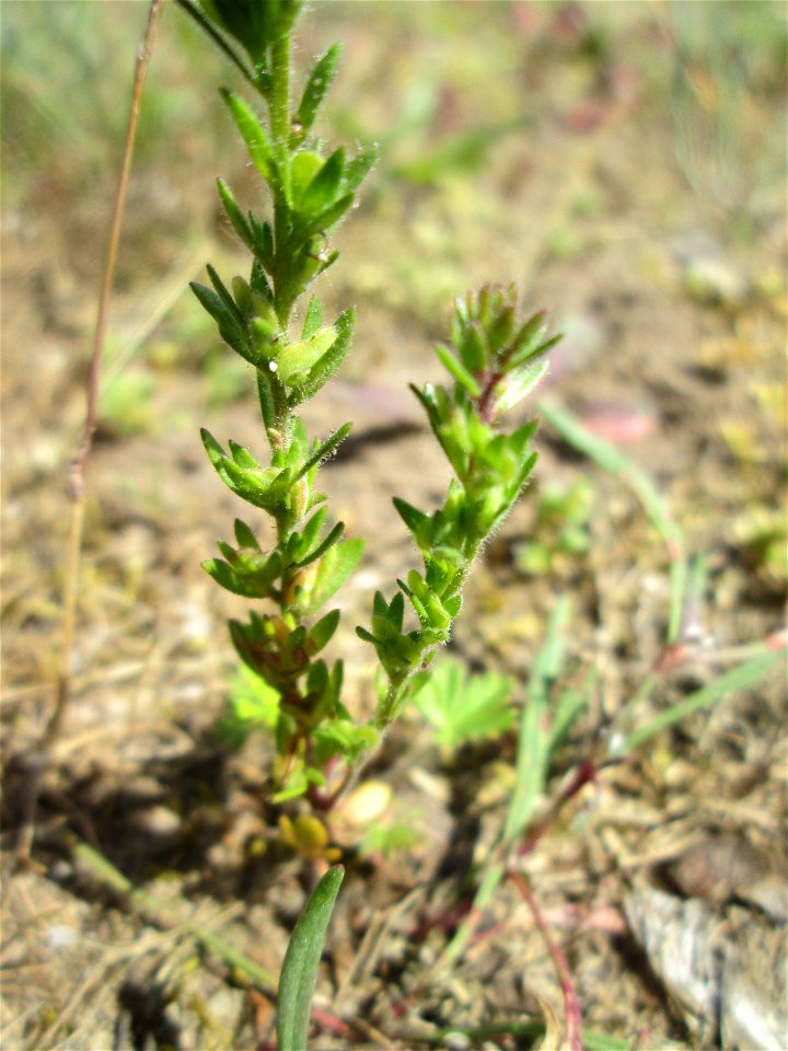 Feld-Ehrenpreis (Veronica arvensis) auf einer Parkplatz-Wiese in Hockenheim