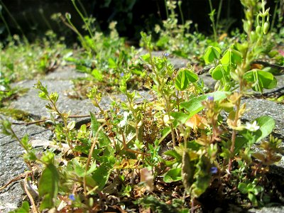 Feld-Ehrenpreis (Veronica arvensis) nebst Aufrechtem Sauerklee (Oxalis stricta) in Hockenheim