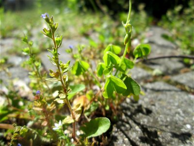 Feld-Ehrenpreis (Veronica arvensis) nebst Aufrechtem Sauerklee (Oxalis stricta) in Hockenheim