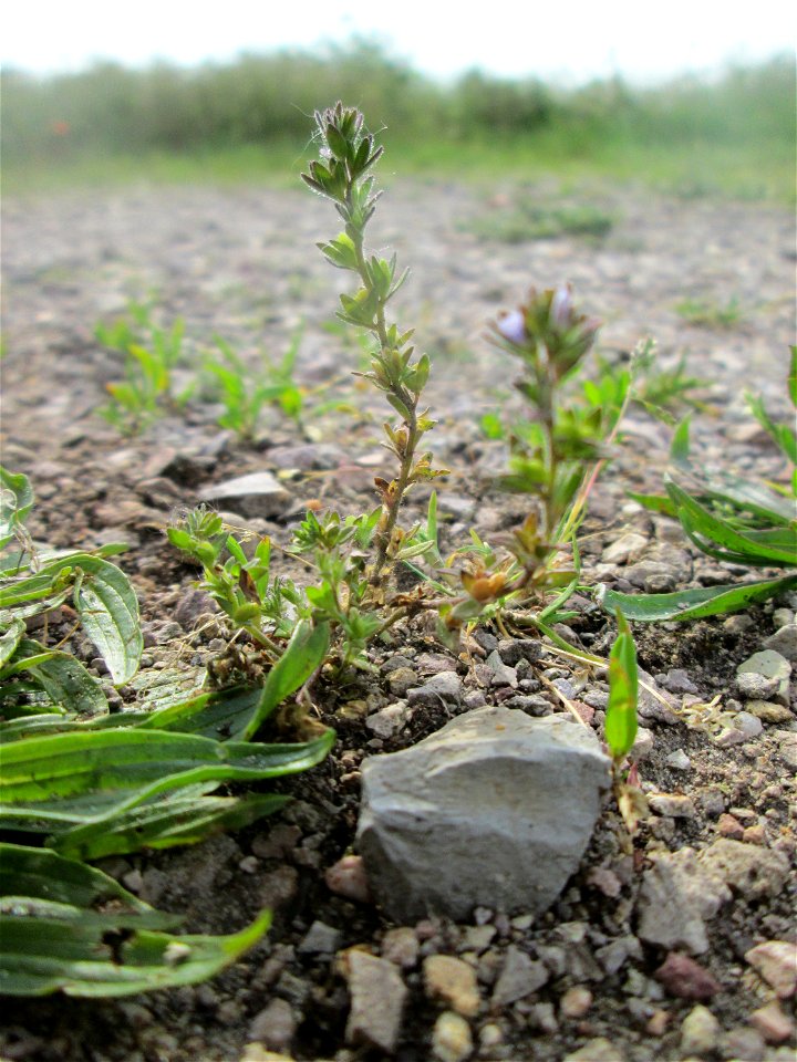 Feld-Ehrenpreis (Veronica arvensis) am Hochwasserrückhaltebecken im Naturschutzgebiet „Bachwiesen/Leopoldswiesen“ im Hockenheimer Rheinbogen