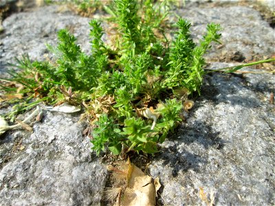 Feld-Ehrenpreis (Veronica arvensis) auf Kopfsteinpflaster in Saarbrücken