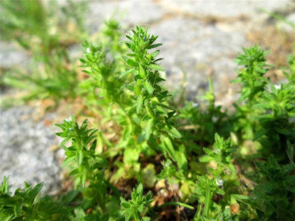 Feld-Ehrenpreis (Veronica arvensis) auf Kopfsteinpflaster in Saarbrücken