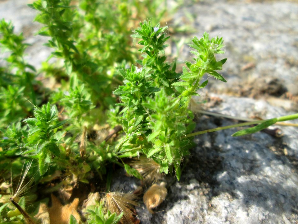 Feld-Ehrenpreis (Veronica arvensis) auf Kopfsteinpflaster in Saarbrücken