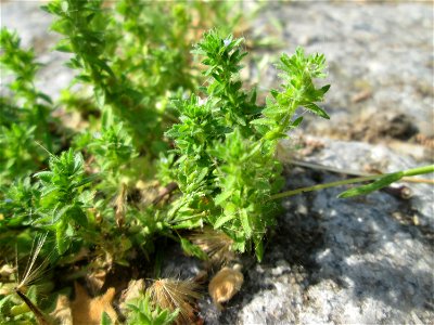 Feld-Ehrenpreis (Veronica arvensis) auf Kopfsteinpflaster in Saarbrücken